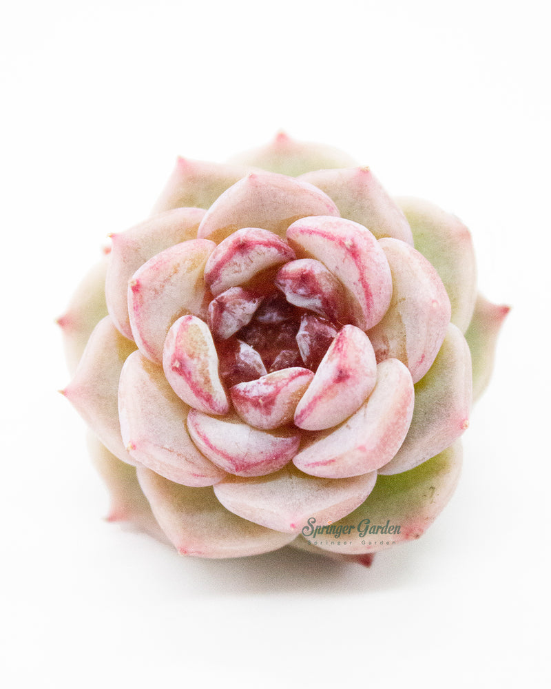Echeveria Red Velvet - One Head