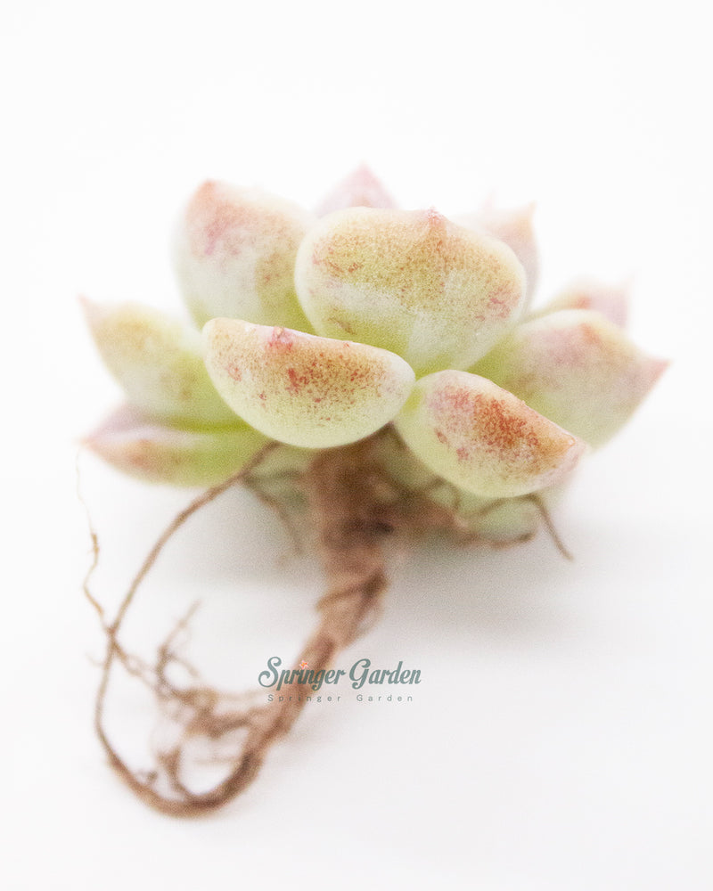 Echeveria Red Velvet - One Head