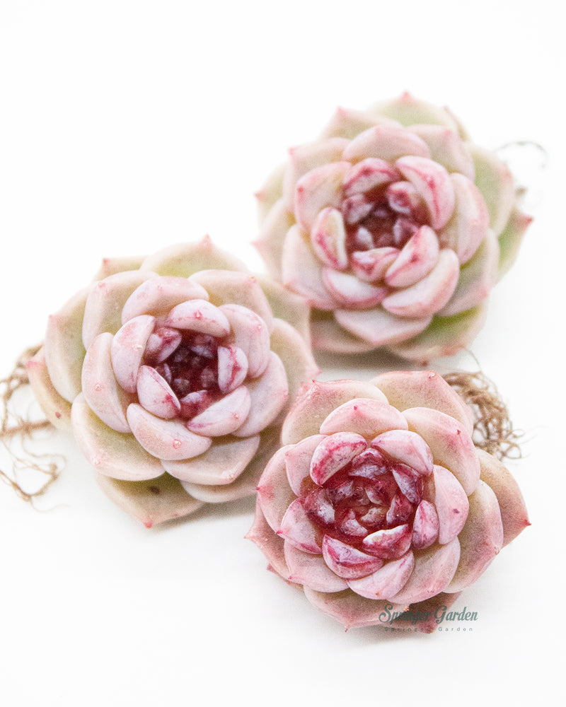 Echeveria Red Velvet - One Head