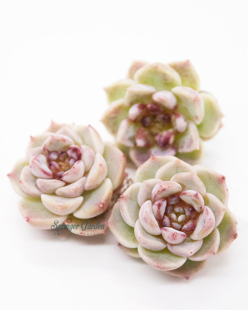 Echeveria Red Velvet - One Head