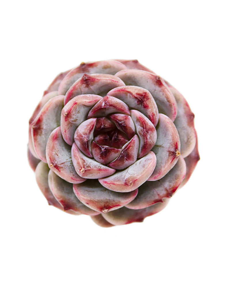 Echeveria Red Velvet - One Head