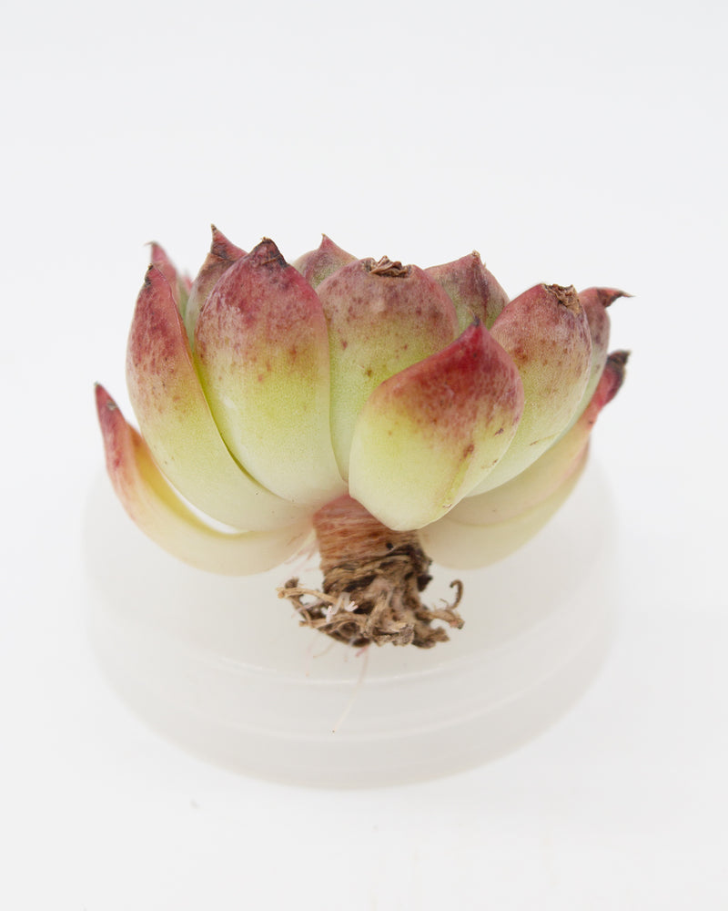Echeveria Saint Lois