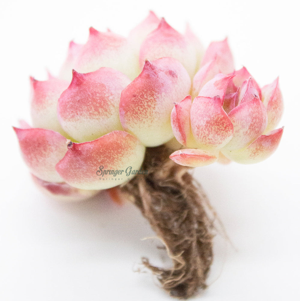 Echeveria Silhouette - Cluster. Toronto's 5-star Bestseller nursery store selected rare local and Korean succulents; houseplants, indoor plants, selected handmade planters with a drainage hole, produced by ourselves, wholesale. Plant delivery Toronto, GTA, Mississauga, shipping Canada, United States. Pot/Pottery/Handmade/Ceramic/Glazed/Table Decor/Indoor Decor