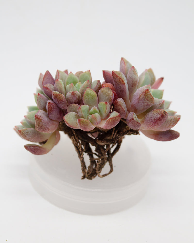 Echeveria Subcorymbosa (Lau 026)