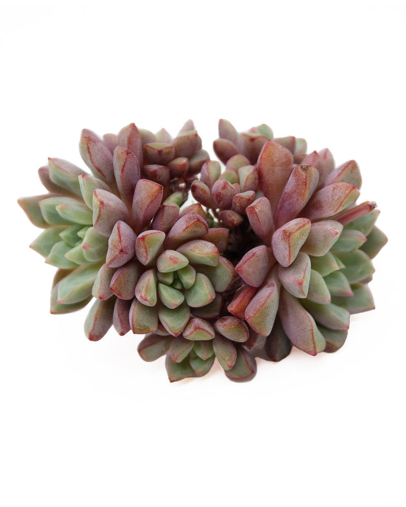 Echeveria Subcorymbosa (Lau 026)