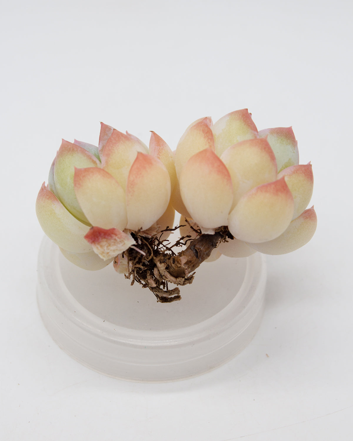 suryeon succulent Echeveria Suryeon – Springer Hobbies