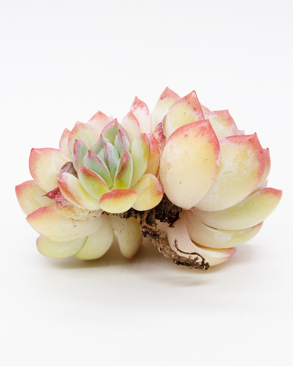 suryeon succulent Echeveria Suryeon