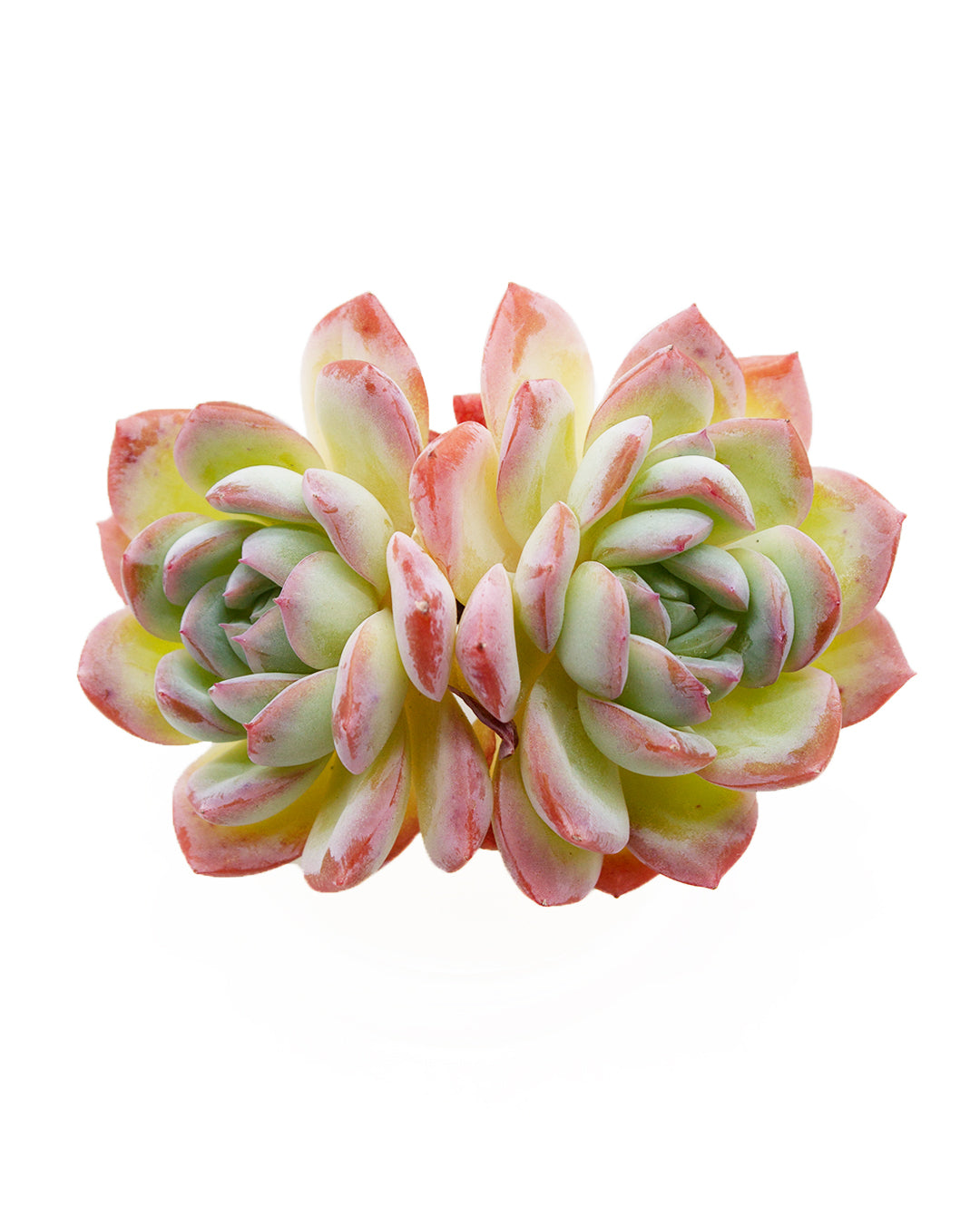 suryeon succulent Echeveria Suryeon