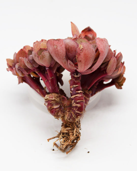Echeveria Suyon