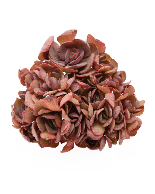 Echeveria Suyon