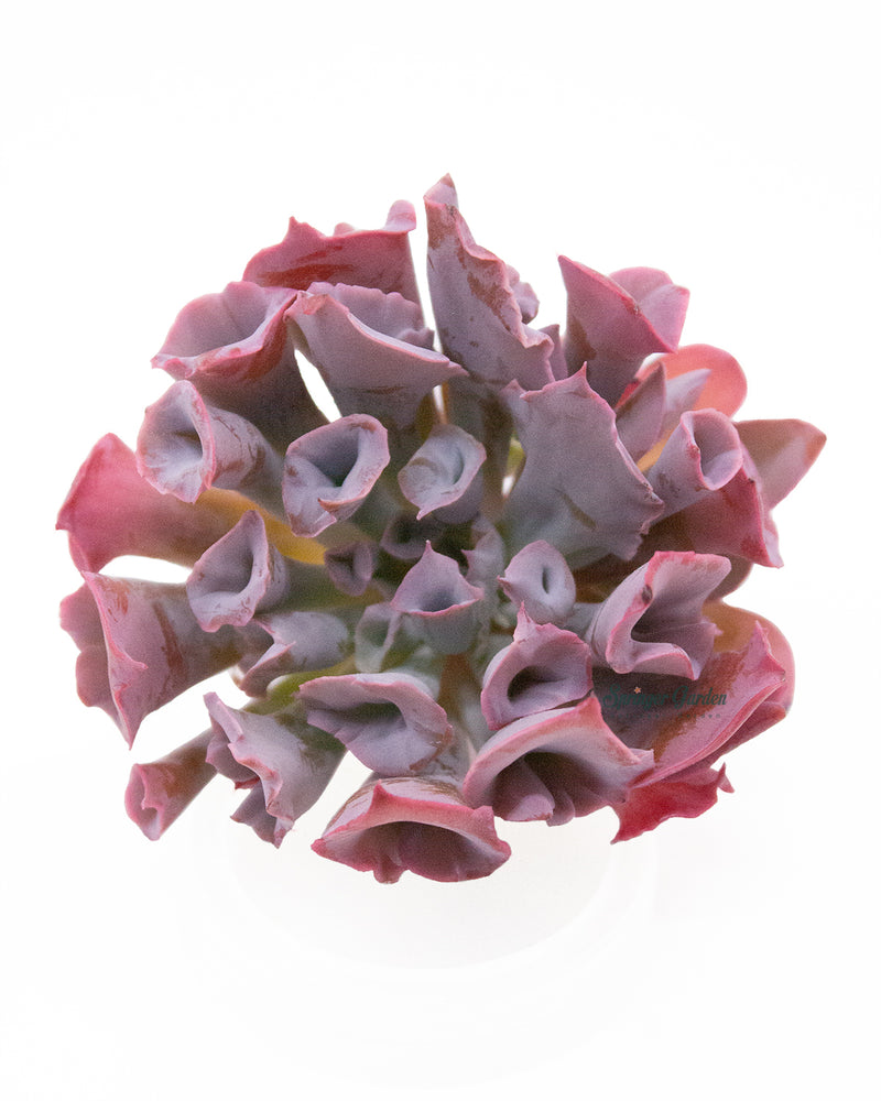 Echeveria Trumpet Pinky