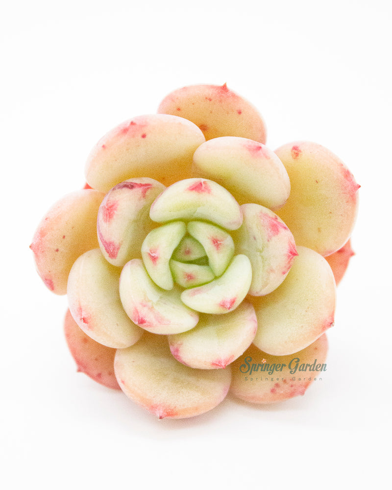 Echeveria Victory