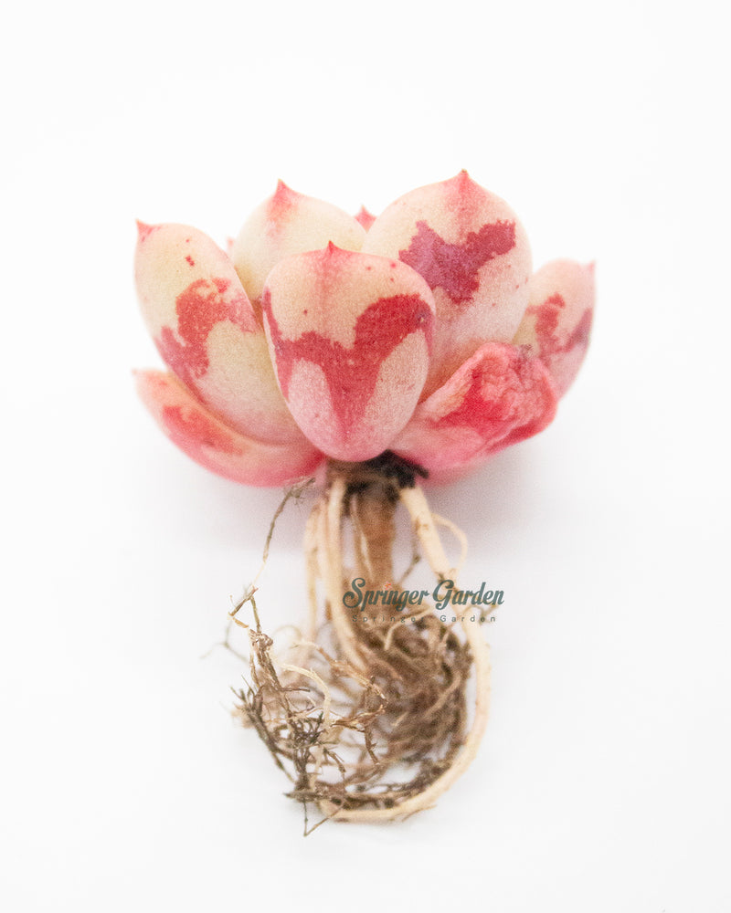Echeveria Victory