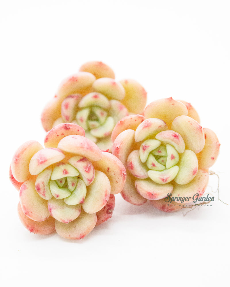 Echeveria Victory