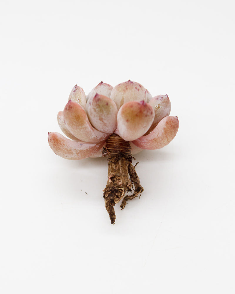 Echeveria Viyant