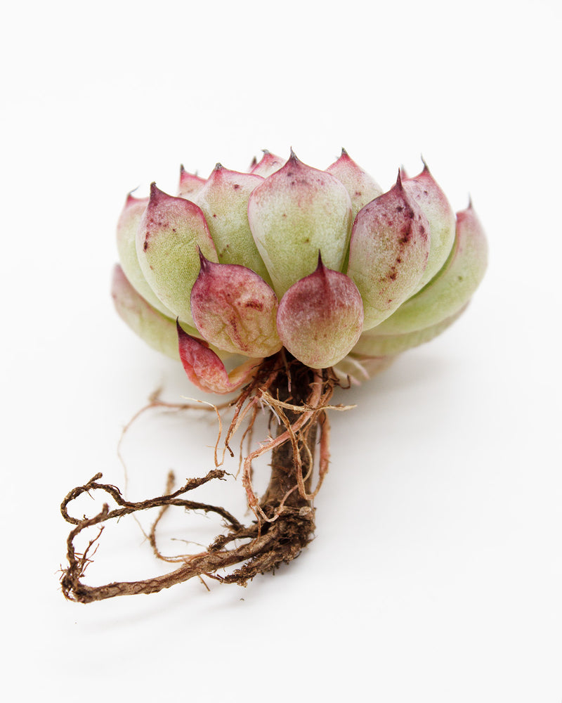 Echeveria Zaragosa Edge