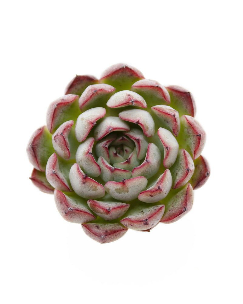 Echeveria Zaragosa Edge