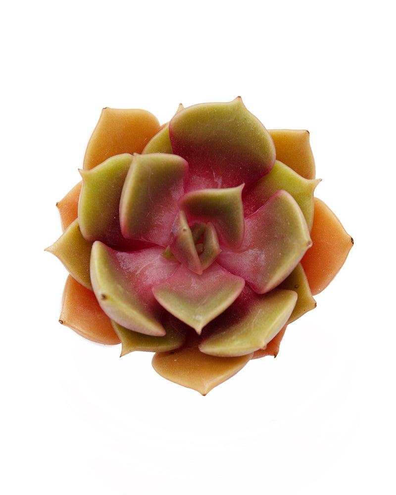 Echeveria Zestar