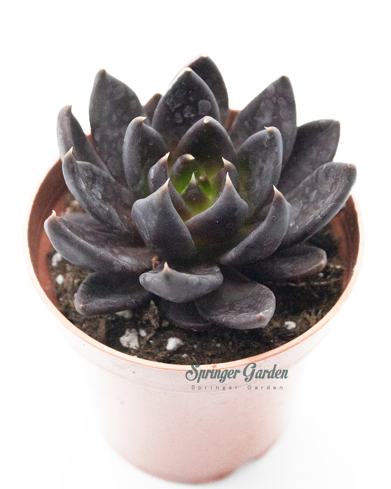 Echeveria ‘Black Bird’