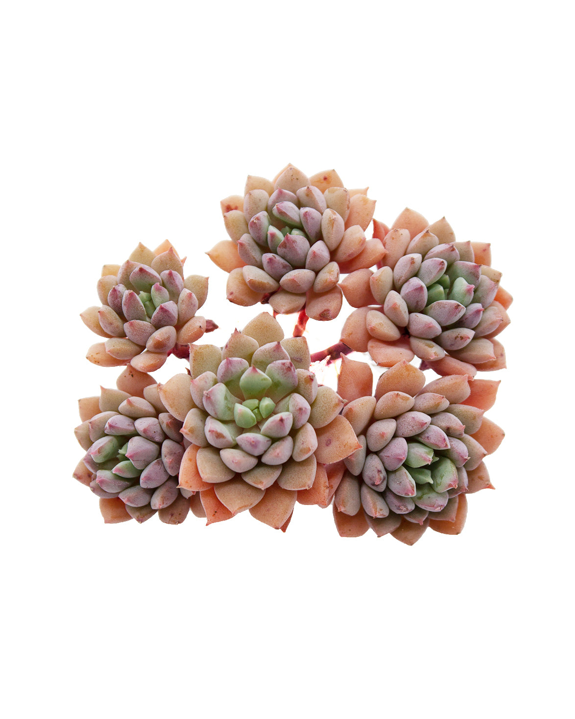 chrissy and ryan succulents Echeveria 'Chrissy n Ryan' – Springer Hobbies