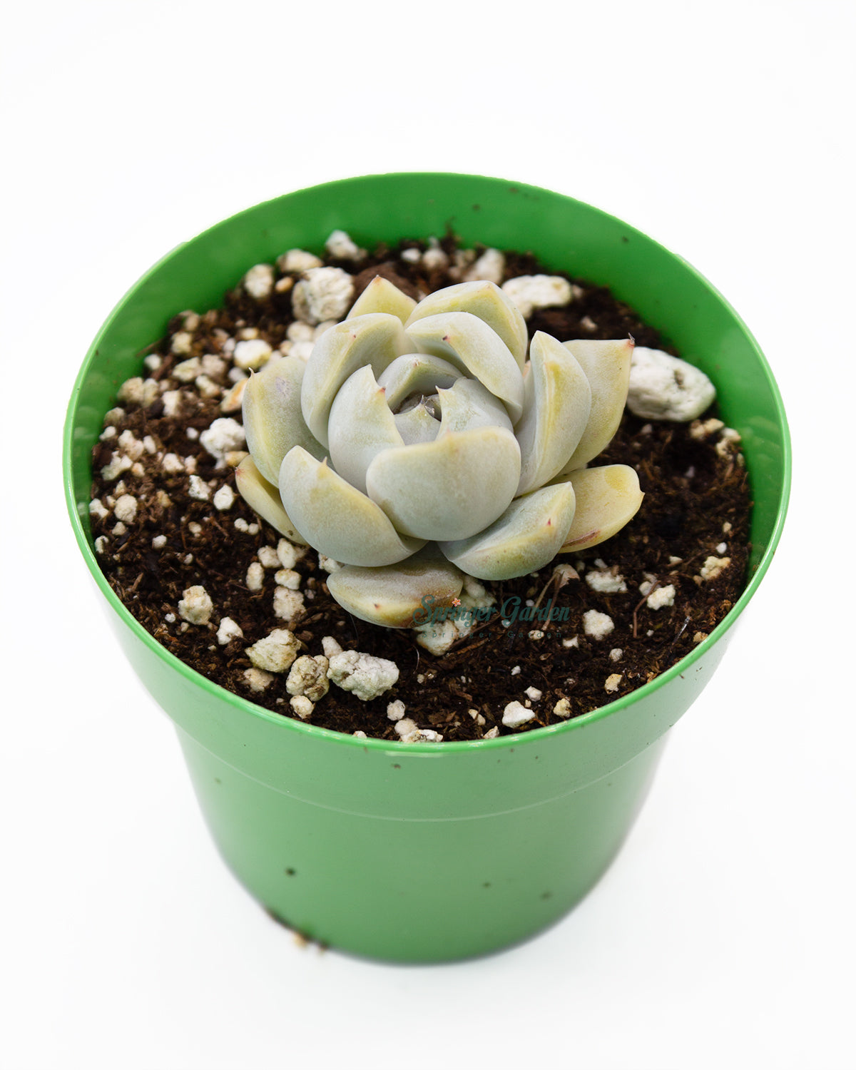 bunny succulent colors Echeveria 'Snow Bunny' – Springer Hobbies