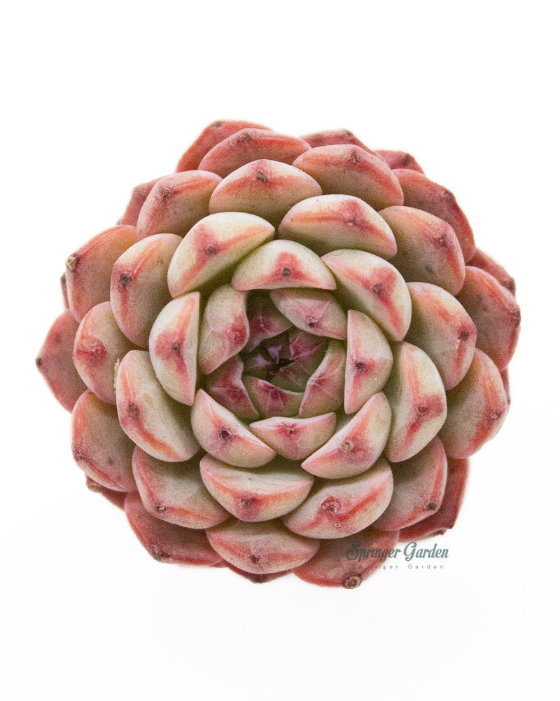 Echeveria Blue Minima
