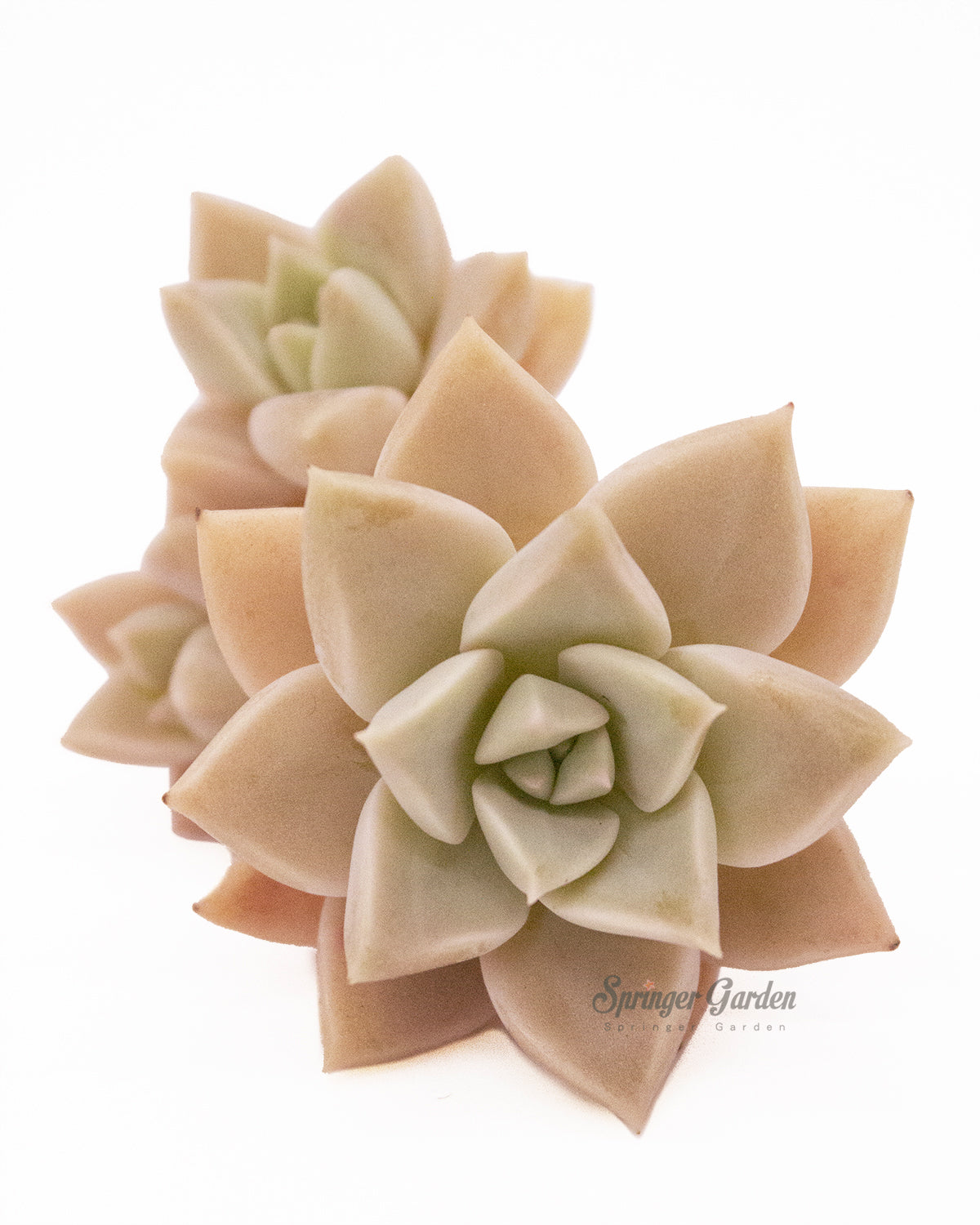 Echeveria cv. Ginguren Toronto's 5-star Bestseller nursery store selected local & Korean rare succulents; houseplants, indoor plants, selected handmade planters with a drainage hole, pots, bonsai pots, produced by ourselves, wholesale. Handmade/Glazed/Table Decor/Indoor Decor/Tabletop Planter