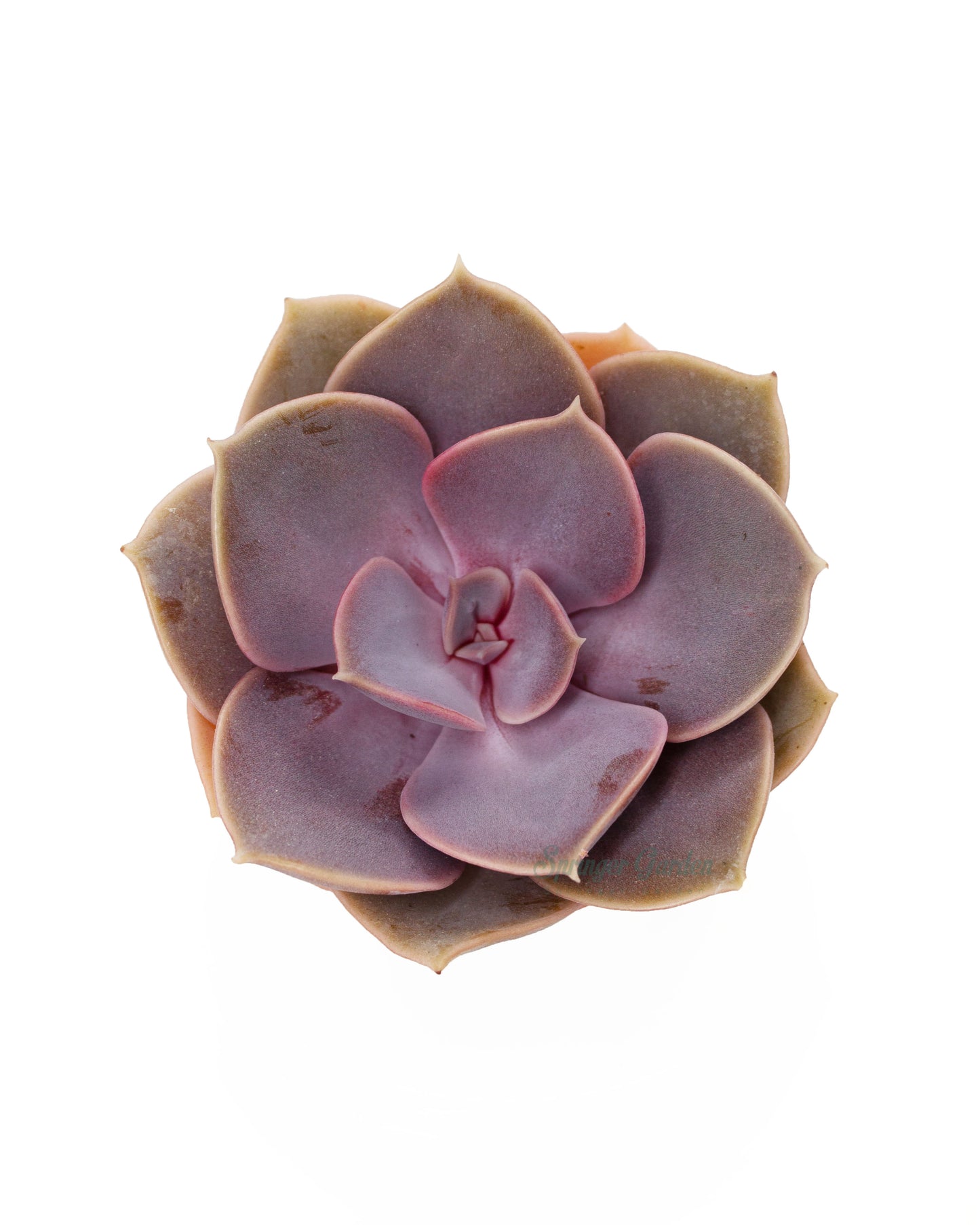 Echeveria cv Peale von Nurnberg Toronto's 5-star Bestseller nursery store selected local & Korean rare succulents; houseplants, indoor plants, selected handmade planters with a drainage hole, pots, bonsai pots, produced by ourselves, wholesale. Handmade/Glazed/Table Decor/Indoor Decor/Tabletop Planter