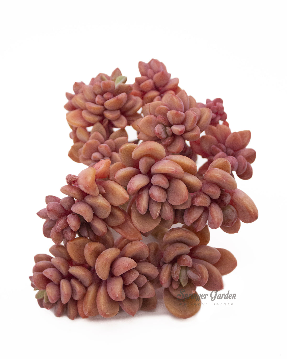 Echeveria cv Rezry Toronto's 5-star Bestseller nursery store selected local & Korean rare succulents; houseplants, indoor plants, selected handmade planters with a drainage hole, pots, bonsai pots, produced by ourselves, wholesale. Handmade/Glazed/Table Decor/Indoor Decor/Tabletop Planter