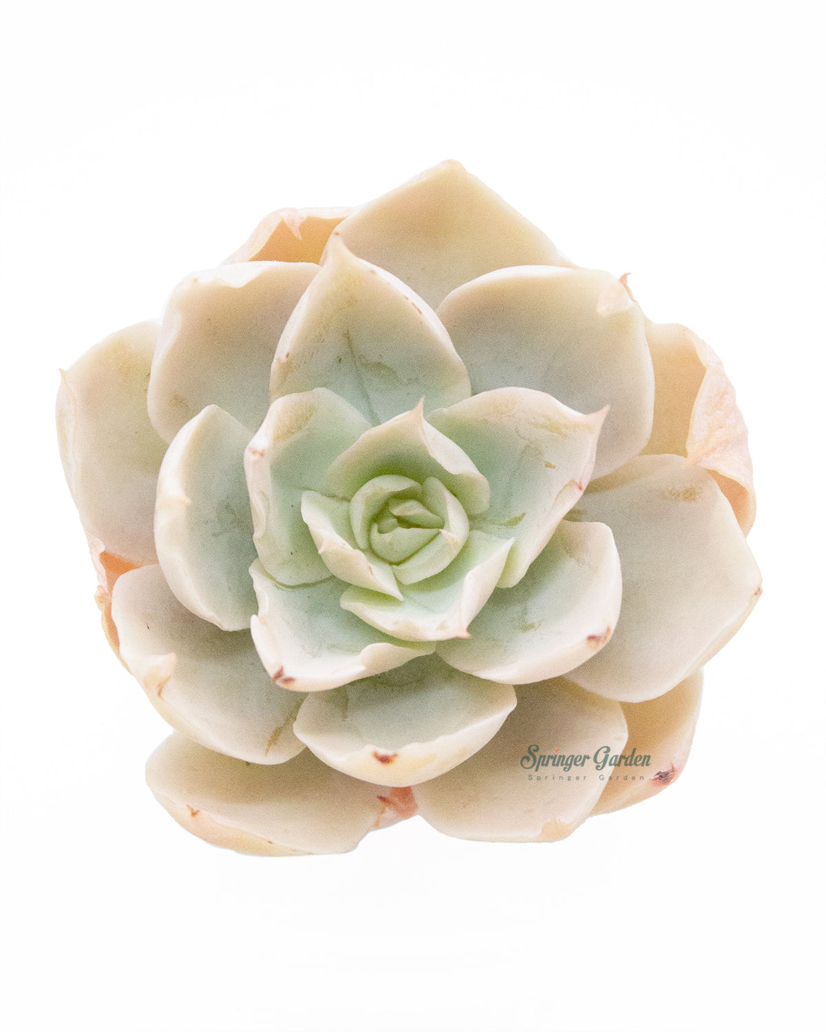 Echeveria Domingo Toronto's 5-star Bestseller nursery store selected local & Korean rare succulents; houseplants, indoor plants, selected handmade planters with a drainage hole, pots, bonsai pots, produced by ourselves, wholesale. Handmade/Glazed/Table Decor/Indoor Decor/Tabletop Planter