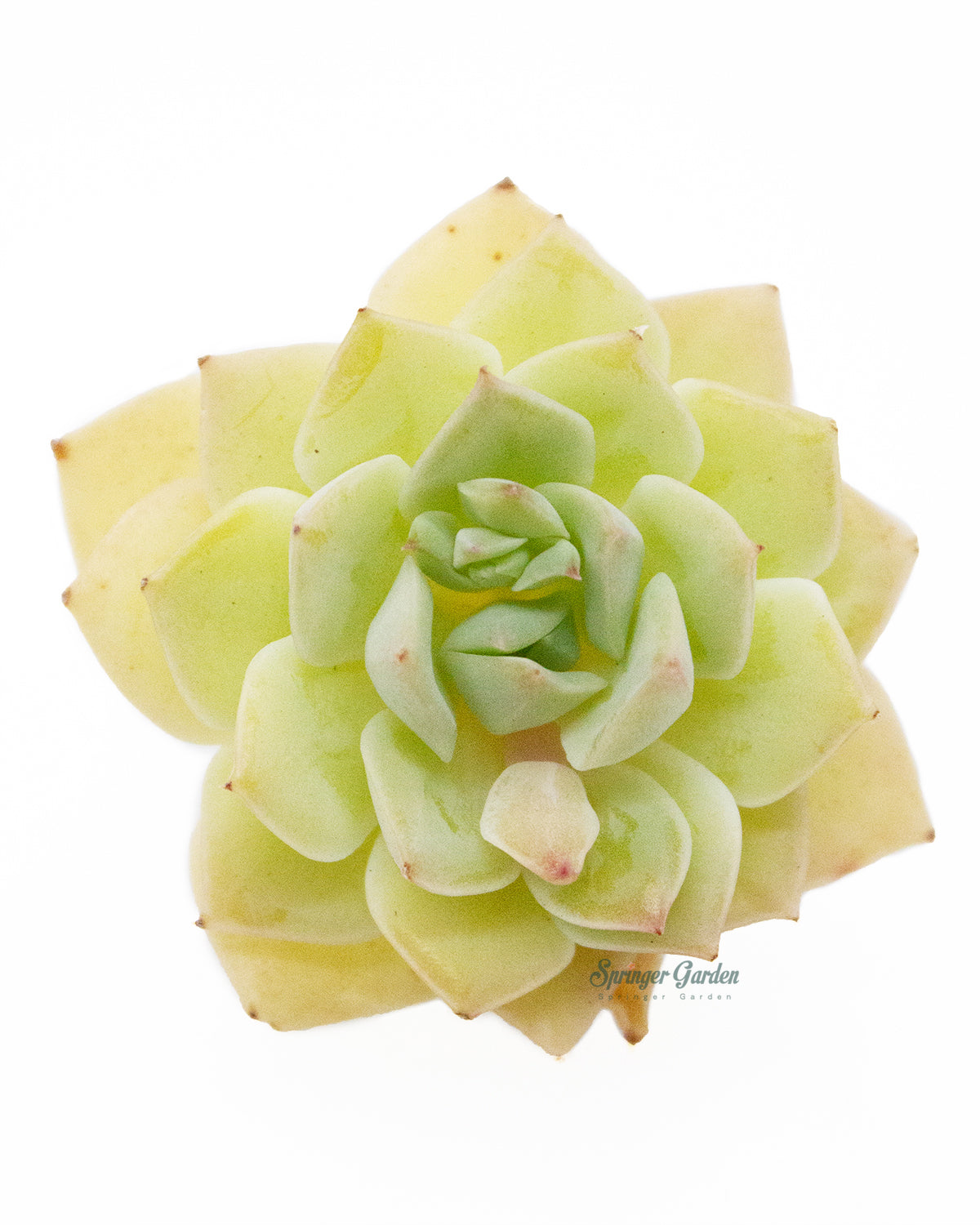 Echeveria Fun Queen Toronto's 5-star Bestseller nursery store selected local & Korean rare succulents; houseplants, indoor plants, selected handmade planters with a drainage hole, pots, bonsai pots, produced by ourselves, wholesale. Handmade/Glazed/Table Decor/Indoor Decor/Tabletop Planter