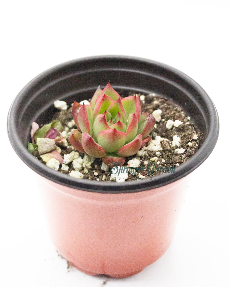 Echeveria Agavoides 'Ebony' Variegated