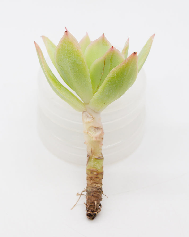 Echeveria Joy