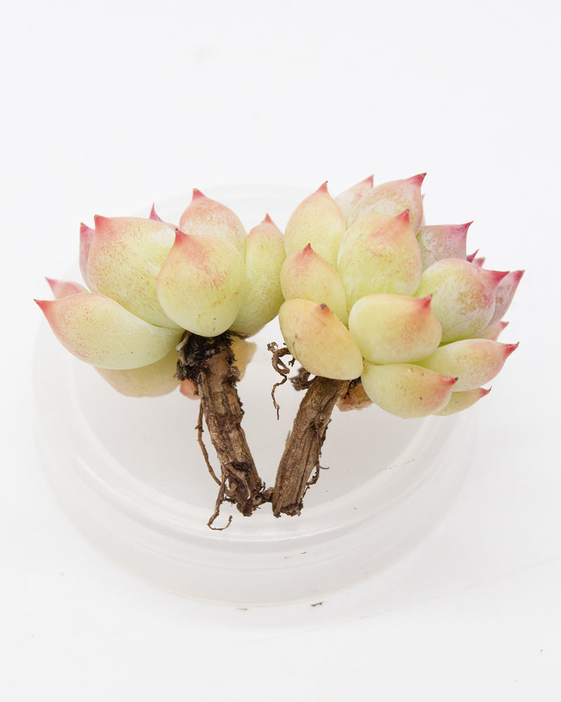 Echeveria Agavoides Maria