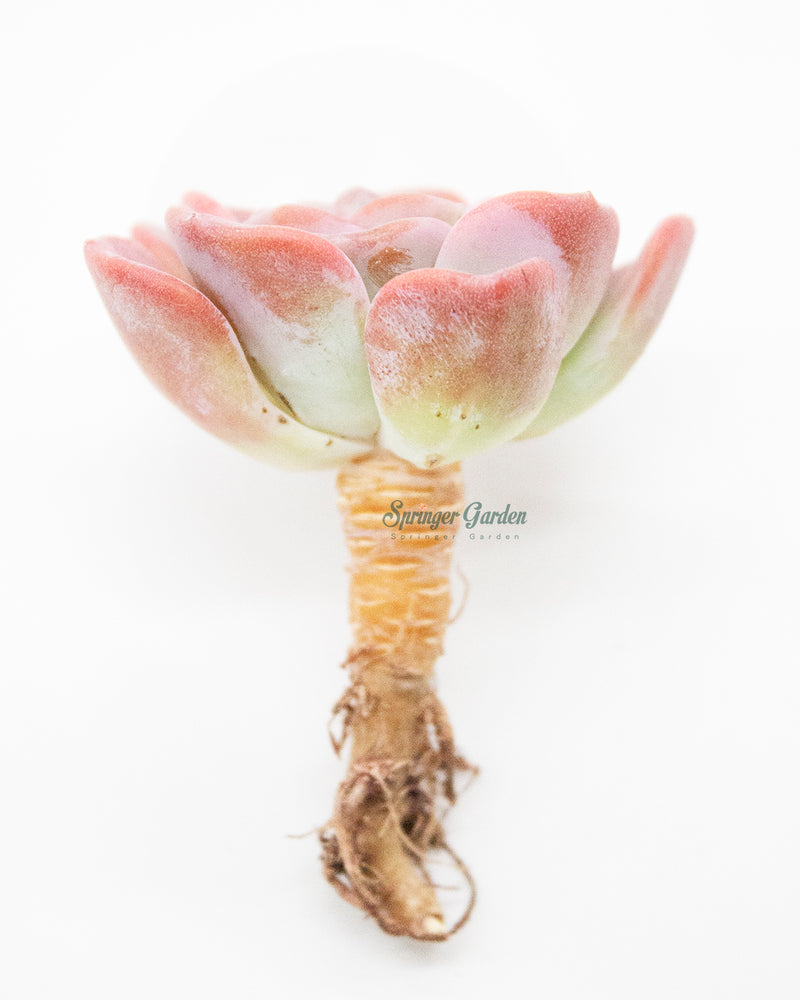 Echeveria Orpet