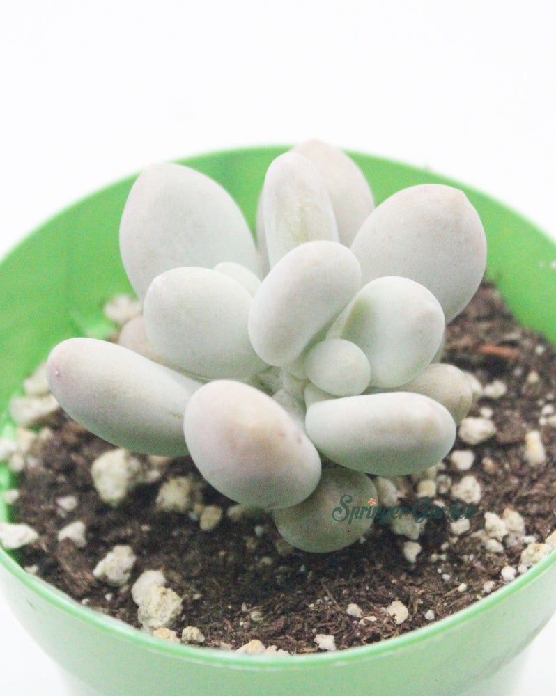 Pachyphytum cv. Momobijin