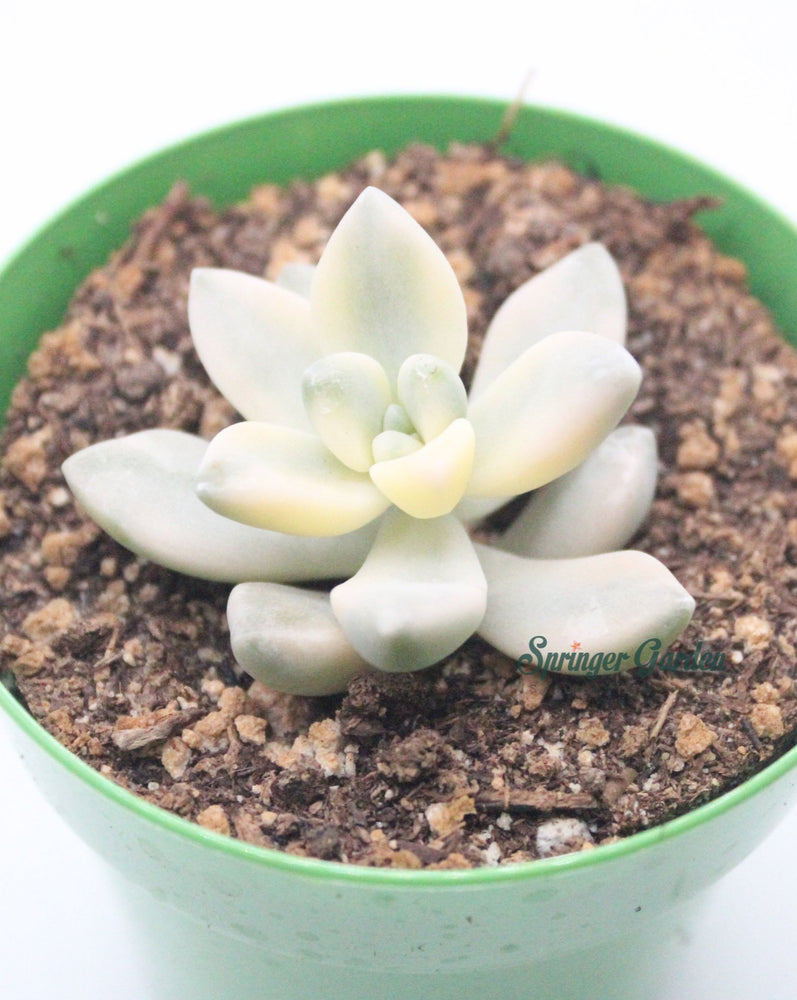 Graptopetalum Apricot Variegata