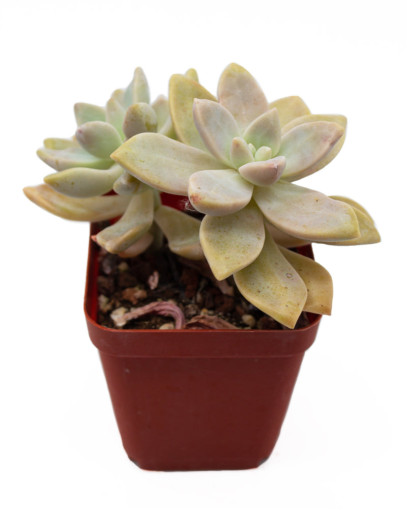 Graptopetalum Ghosty