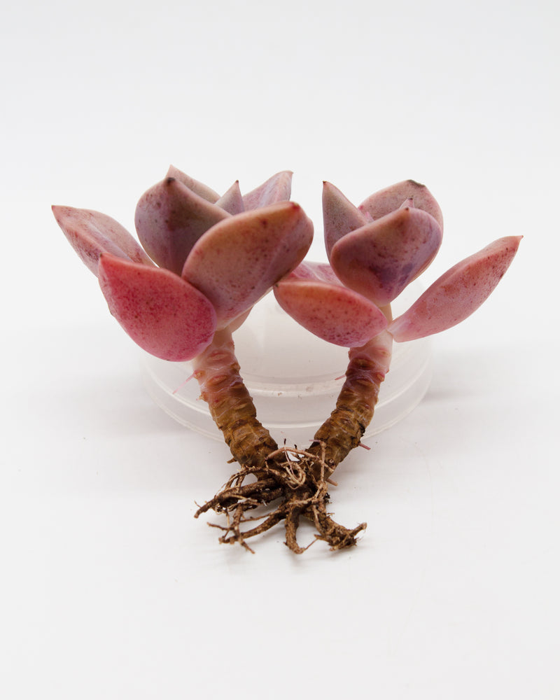 Graptoveria Bainesii