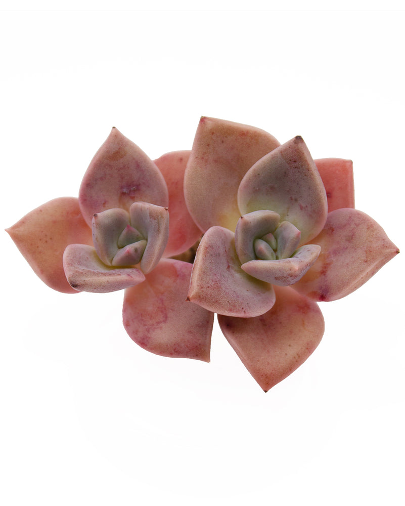 Graptoveria Bainesii