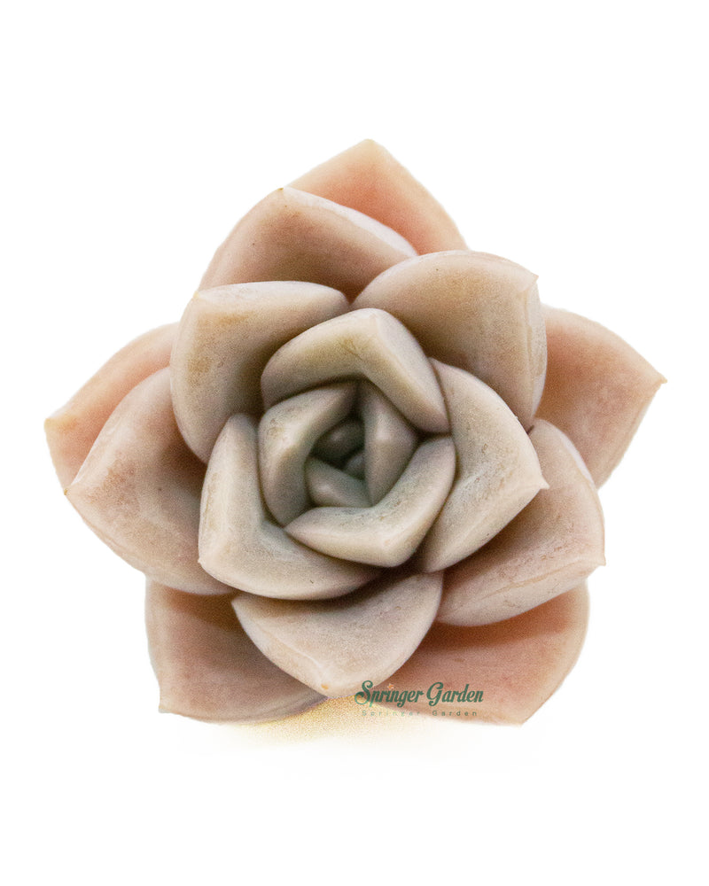 Graptoveria Harry Watson