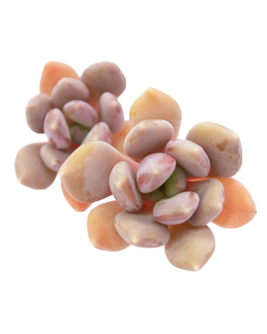 Graptoveria Mexico Blue