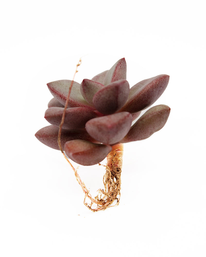 Graptoveria Migum