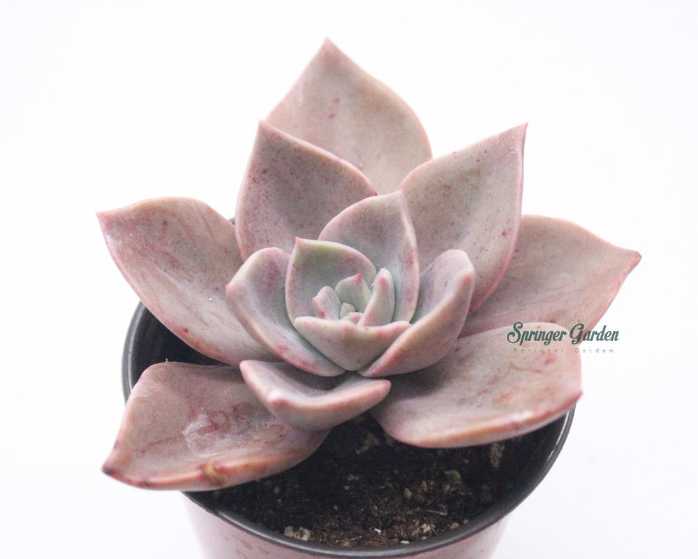 Graptoveria 'Albert Baynes'