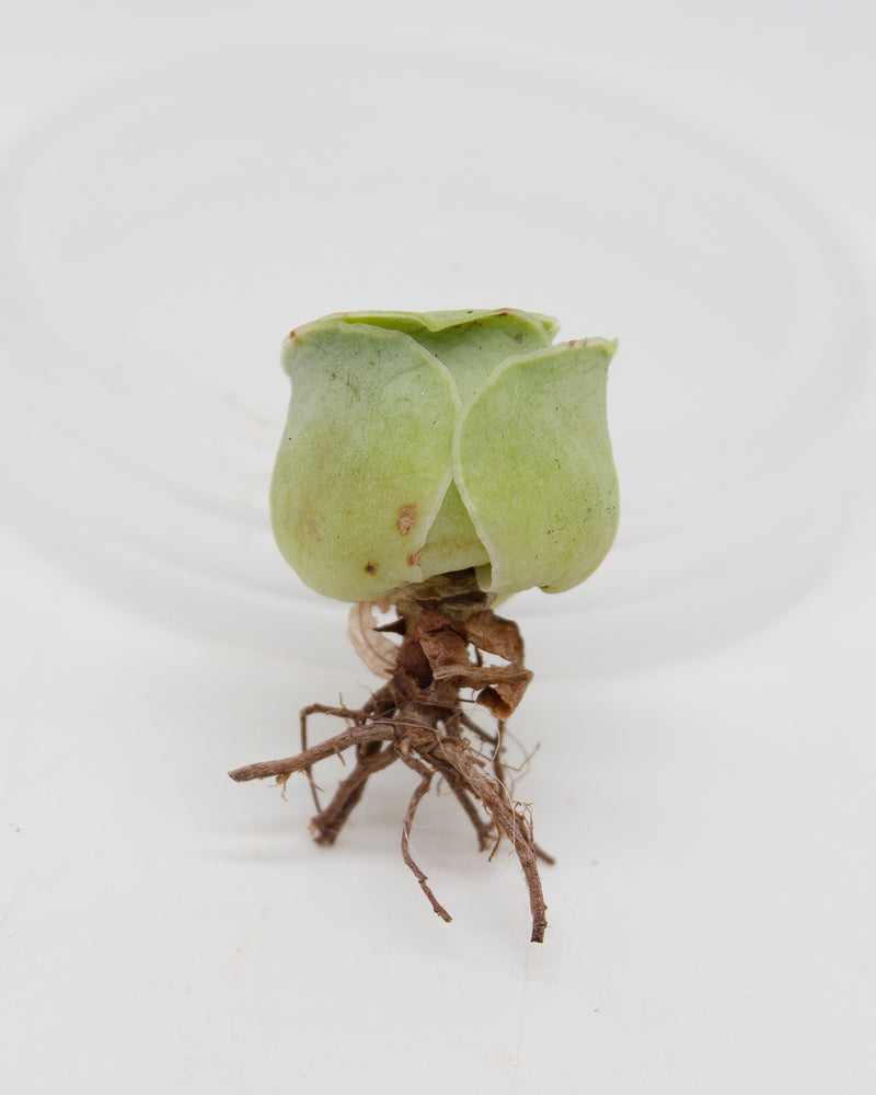 Greenovia El Hierro