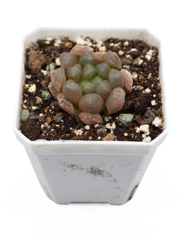 Haworthia Cooperi