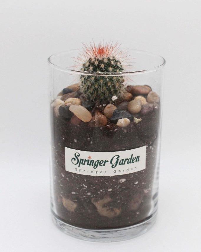 Cylinder Glass Terrarium