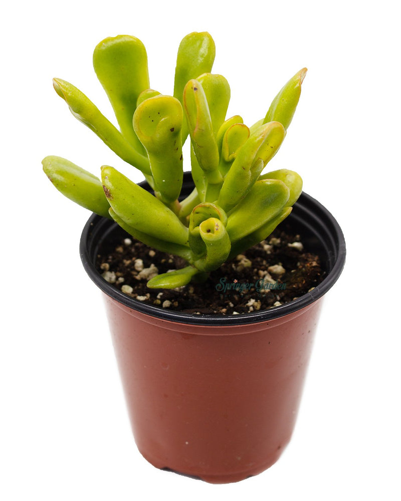 Jade Plant/Ogre/Shrek Ears