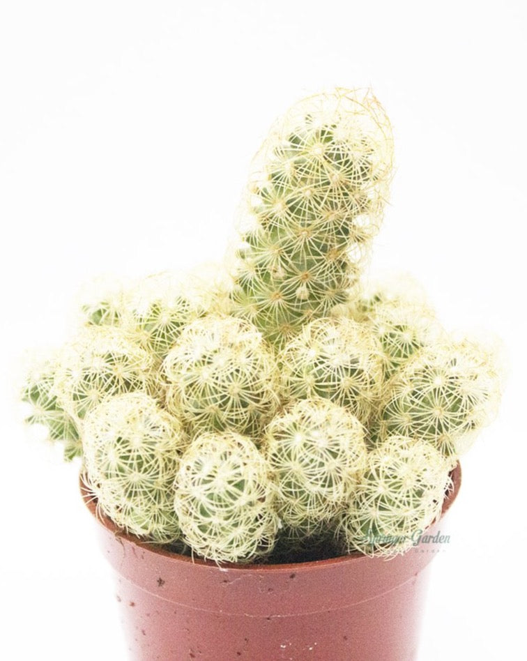 LadyfingerCactus Toronto's 5-star Bestseller nursery store selected local & Korean rare succulents; houseplants, indoor plants, selected handmade planters with a drainage hole, pots, bonsai pots, produced by ourselves, wholesale. Ceramic Planter With Drainage Hole Cactus Succulent Plant Pot/Small Fern Flower Pot Gift Garden Desk