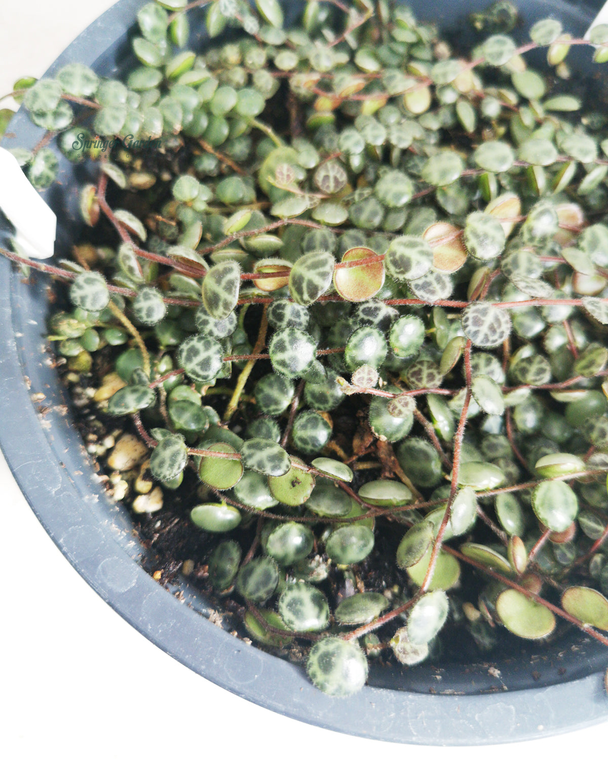 String of Turtles Toronto's 5-star Bestseller nursery store selected local & Korean rare succulents; houseplants, indoor plants, selected handmade planters with a drainage hole, pots, bonsai pots, produced by ourselves, wholesale. Ceramic Planter With Drainage Hole Cactus Succulent Plant Pot/Small Fern Flower Pot Gift Garden Desk Pottery/Handmade/Ceramic/Glazed/Table Decor/Indoor Decor/Tabletop Planter